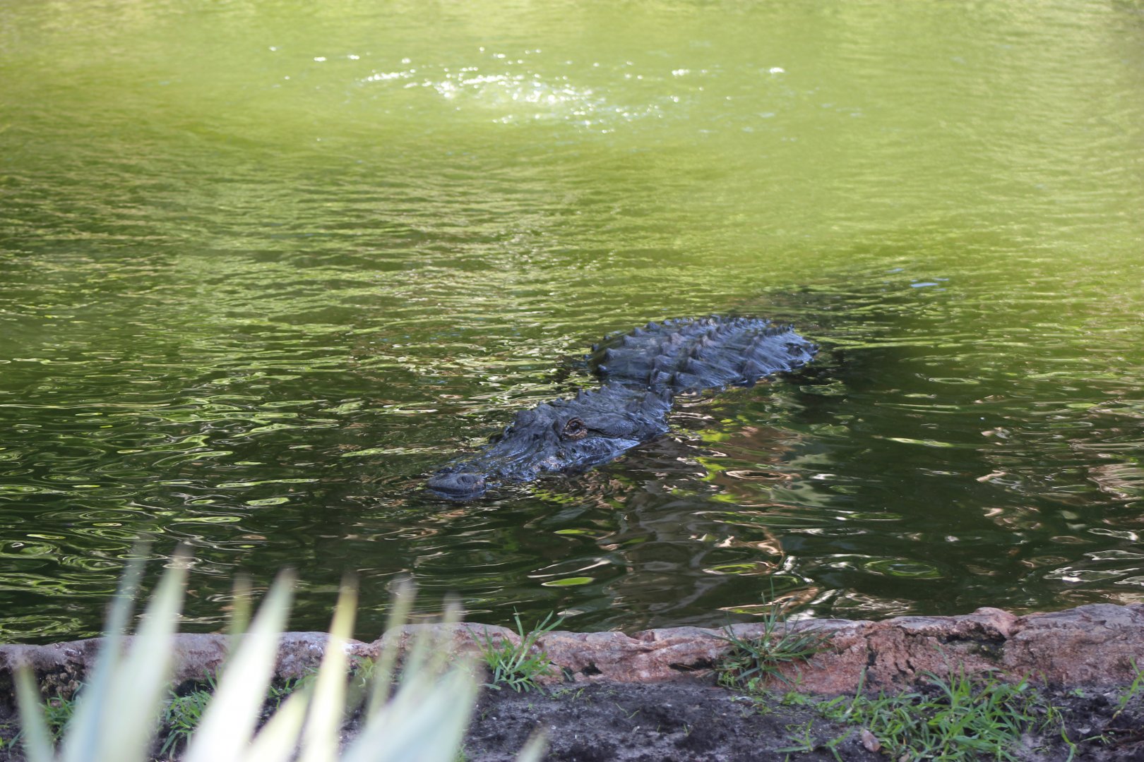 American Alligator