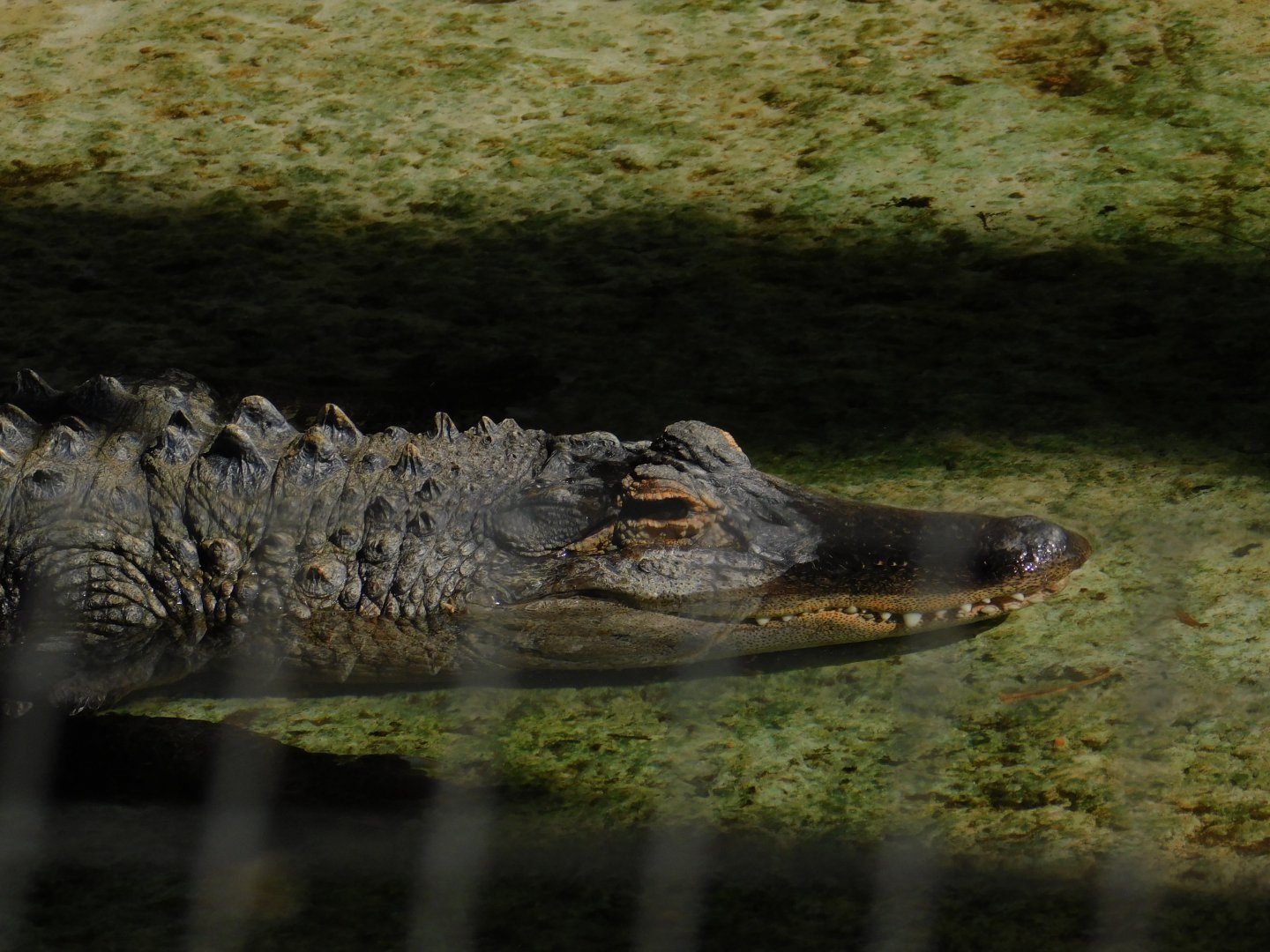American Alligator