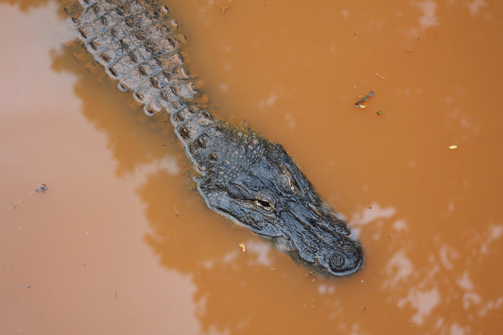 American Alligator