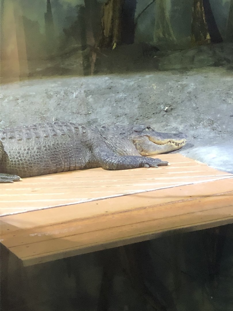 American Alligator