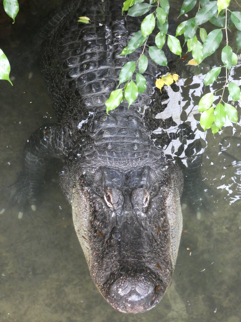 American Alligator