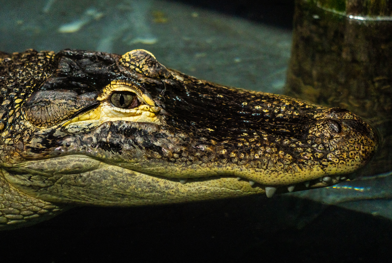American Alligator