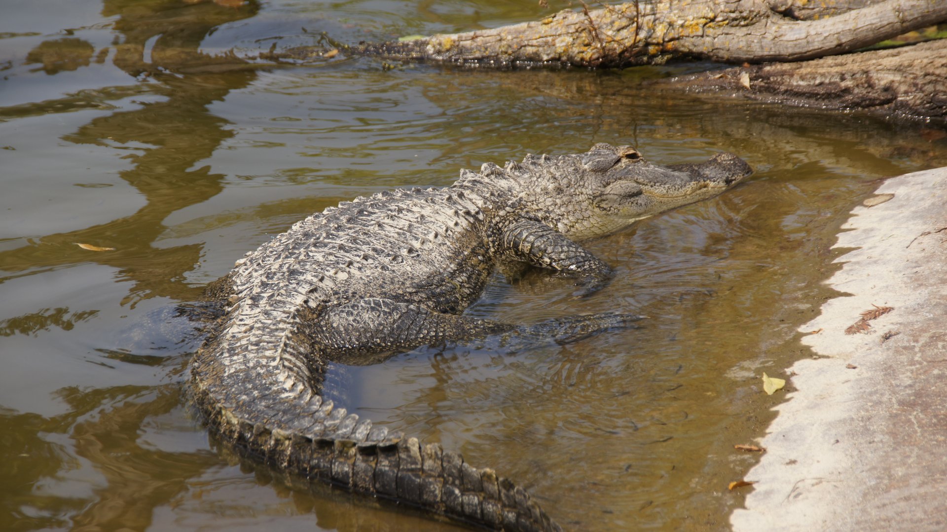 American Alligator