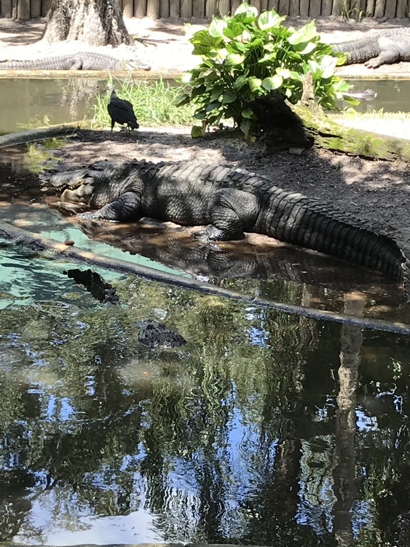 American alligator