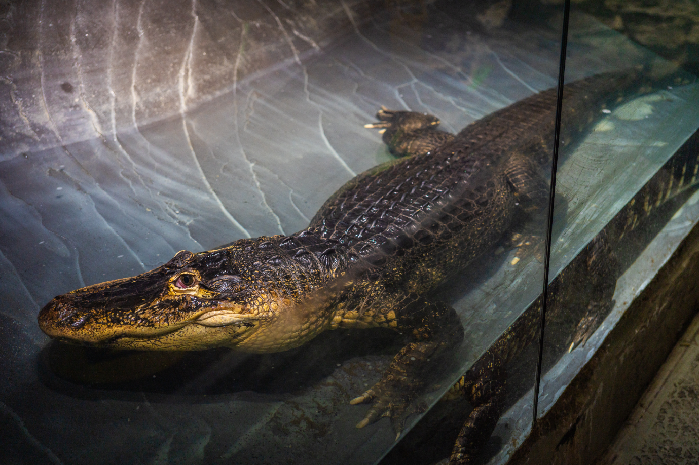 American Alligator