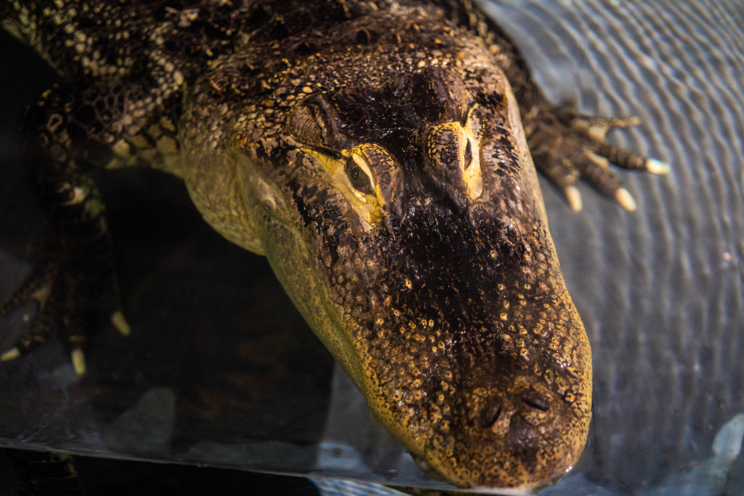 American Alligator