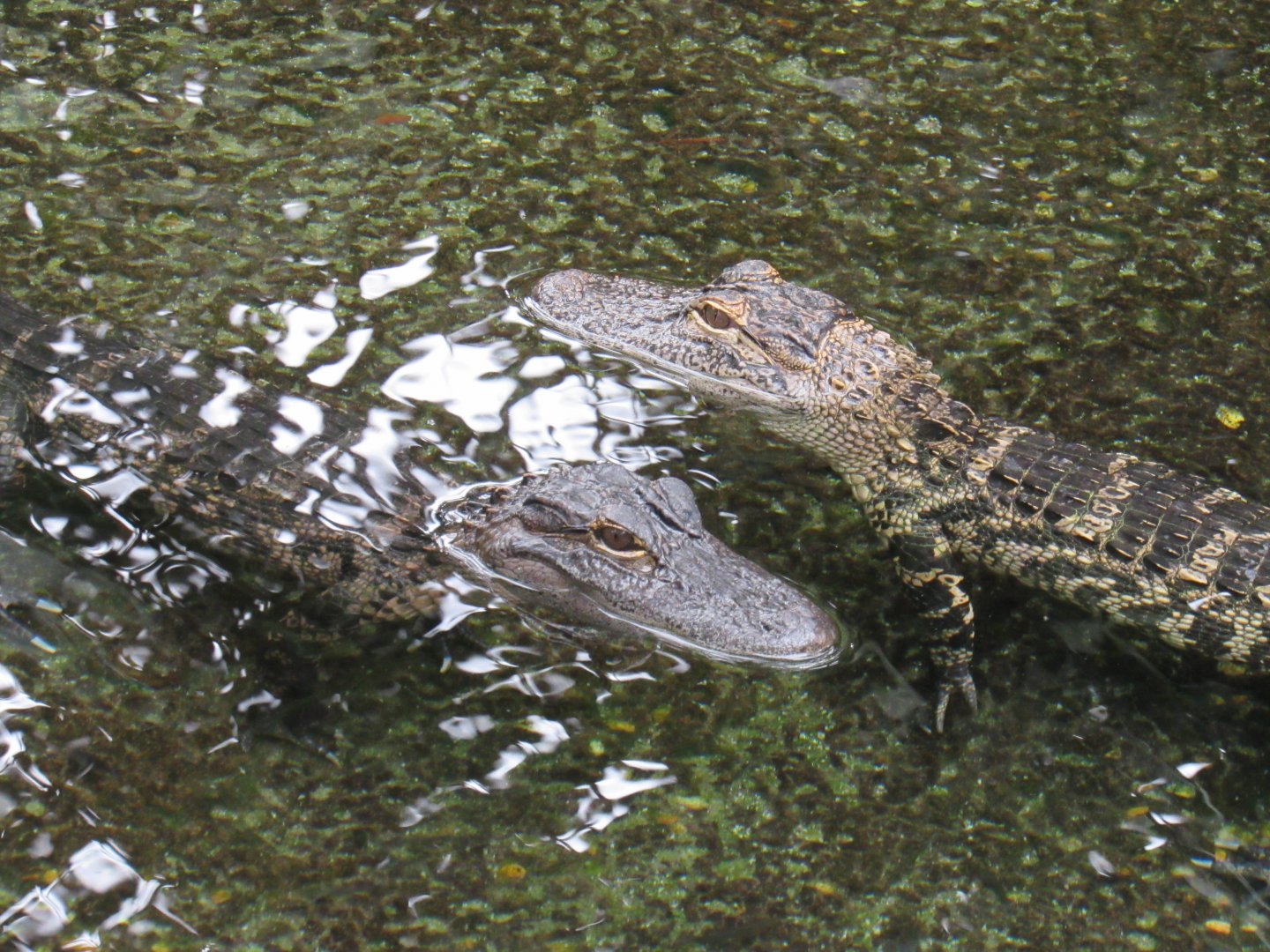 American Alligator
