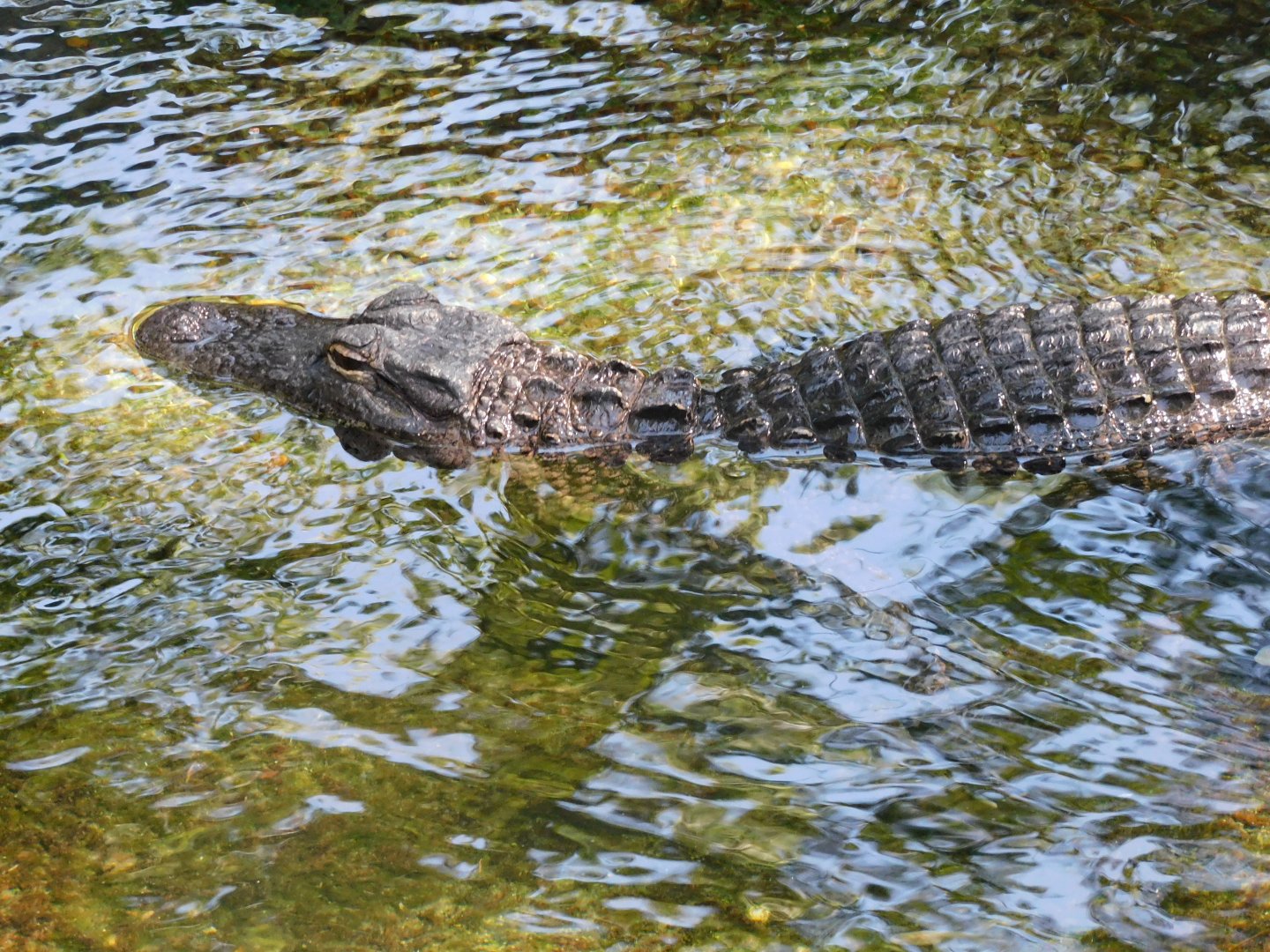 American alligator