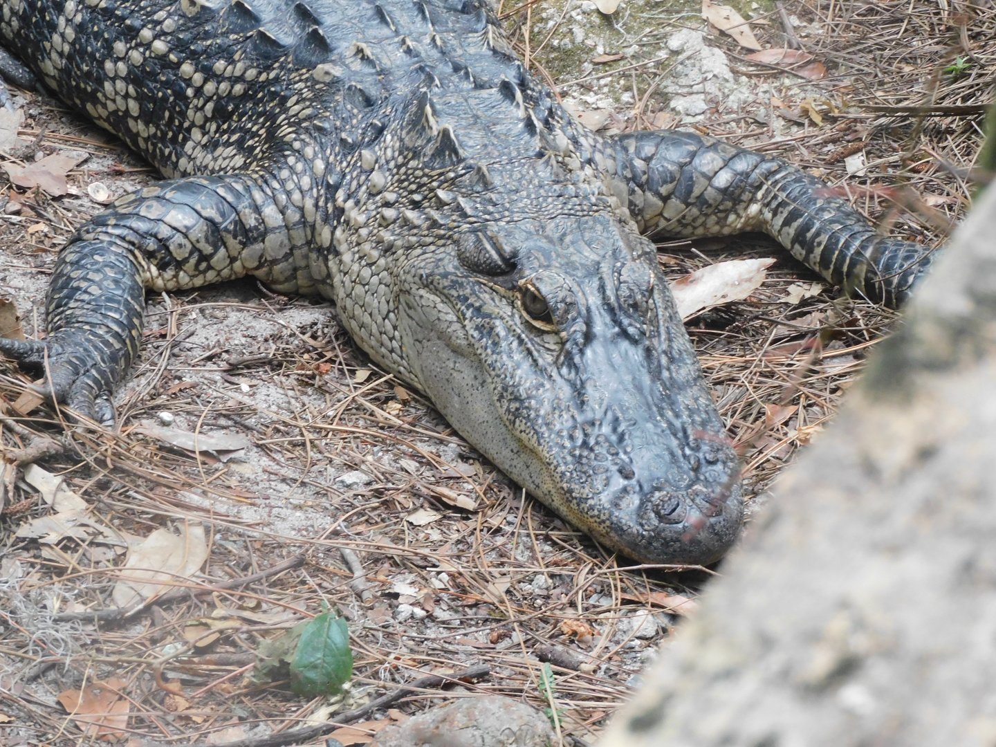 American alligator