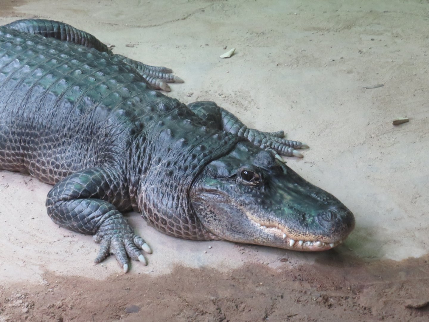 American alligator