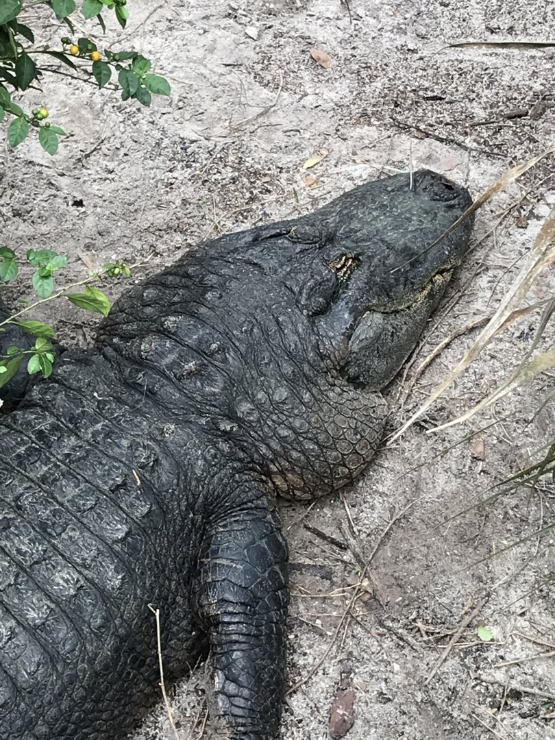 American alligator