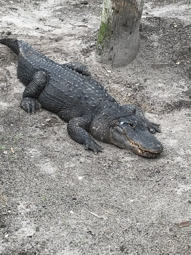 American alligator