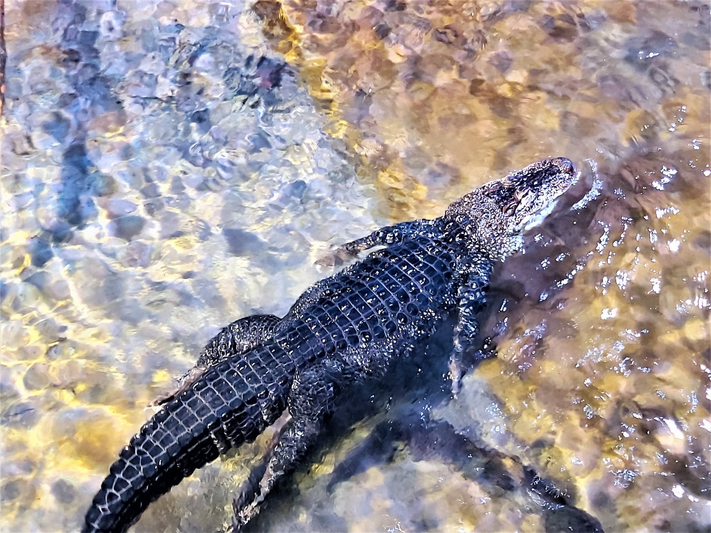American alligator