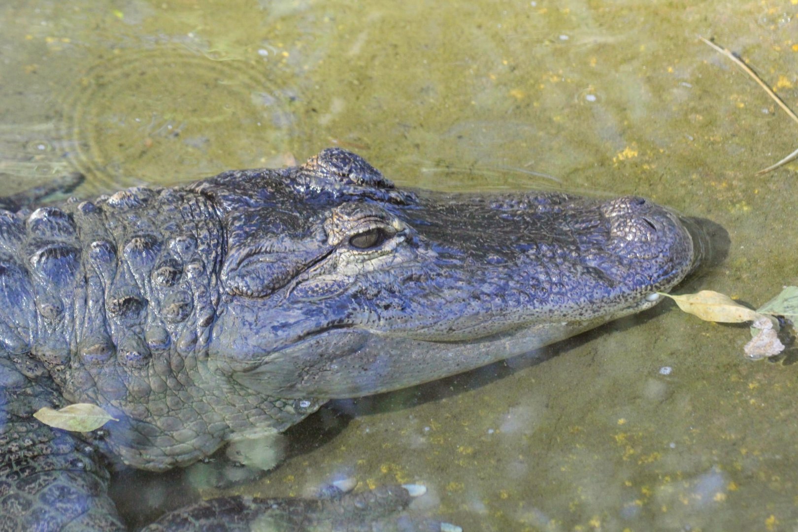 American Alligator