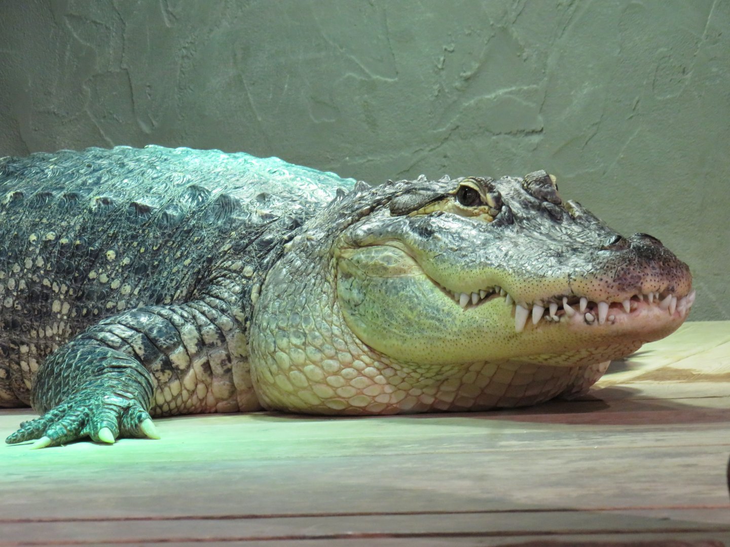 American alligator