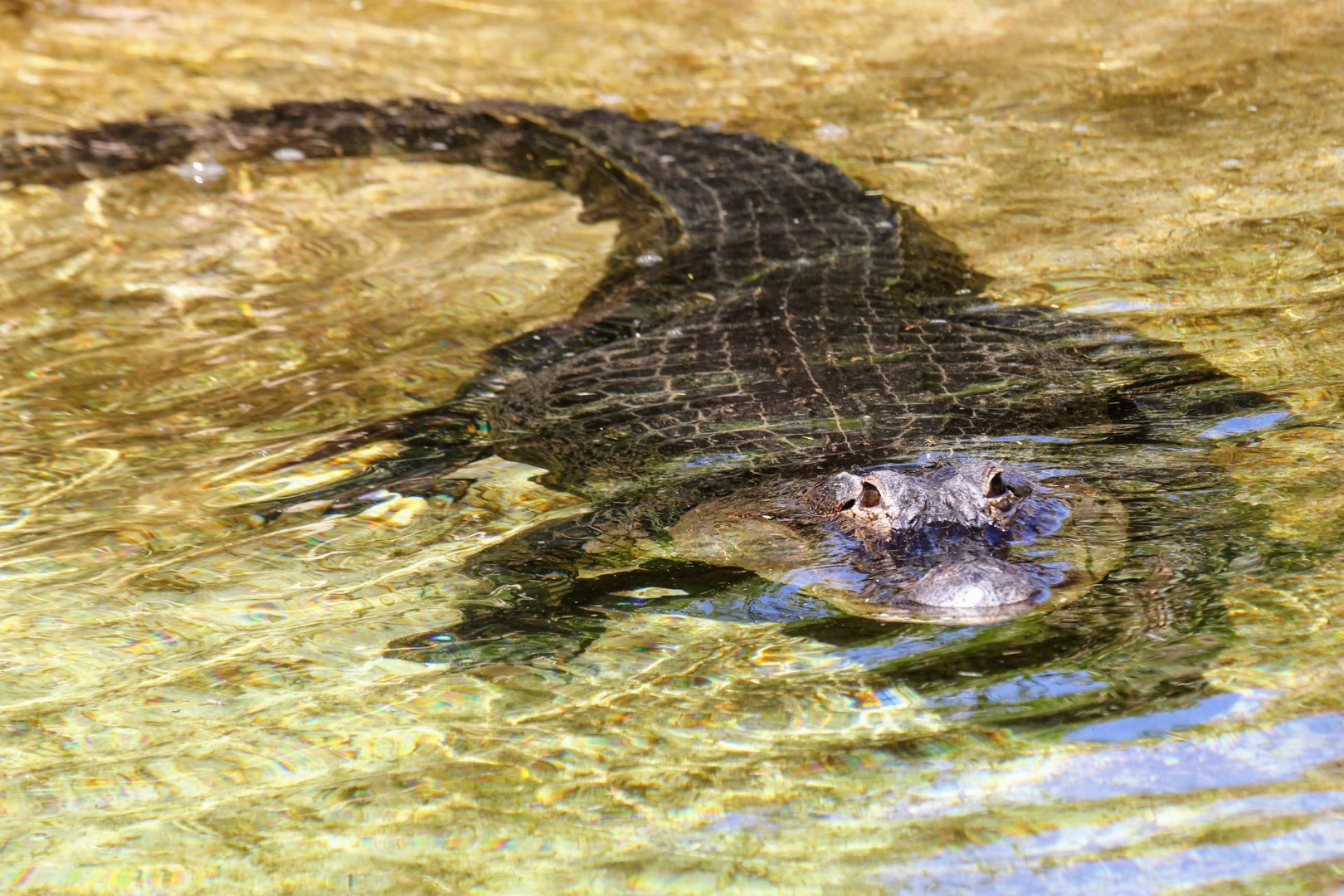 American Alligator
