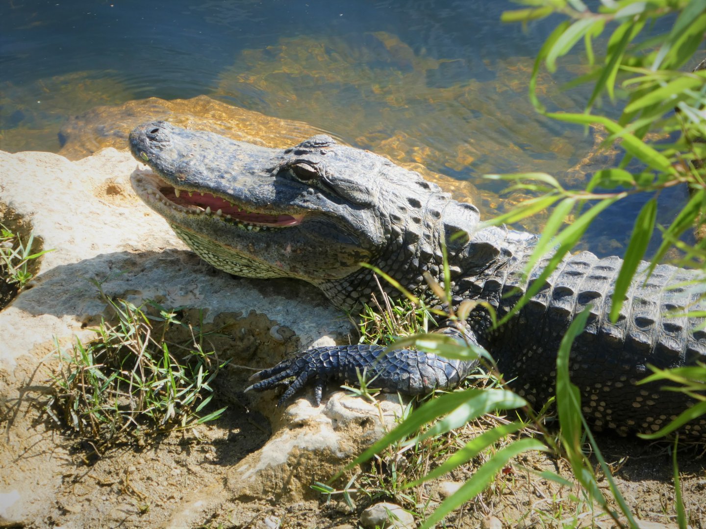 American Alligator