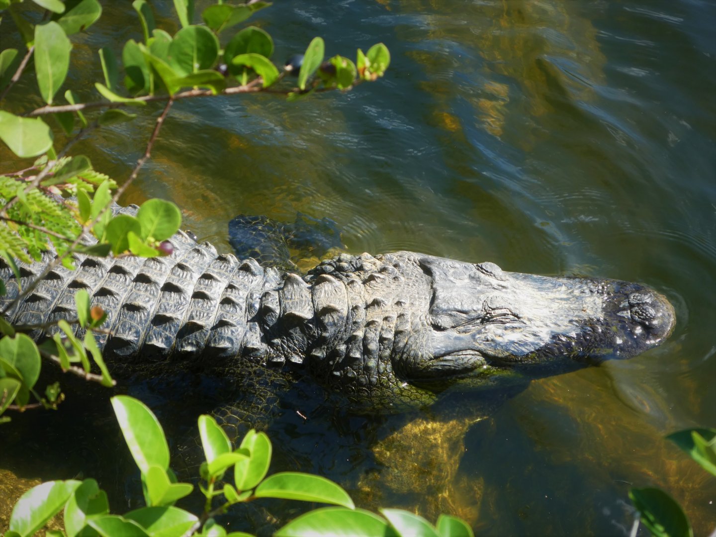 American Alligator