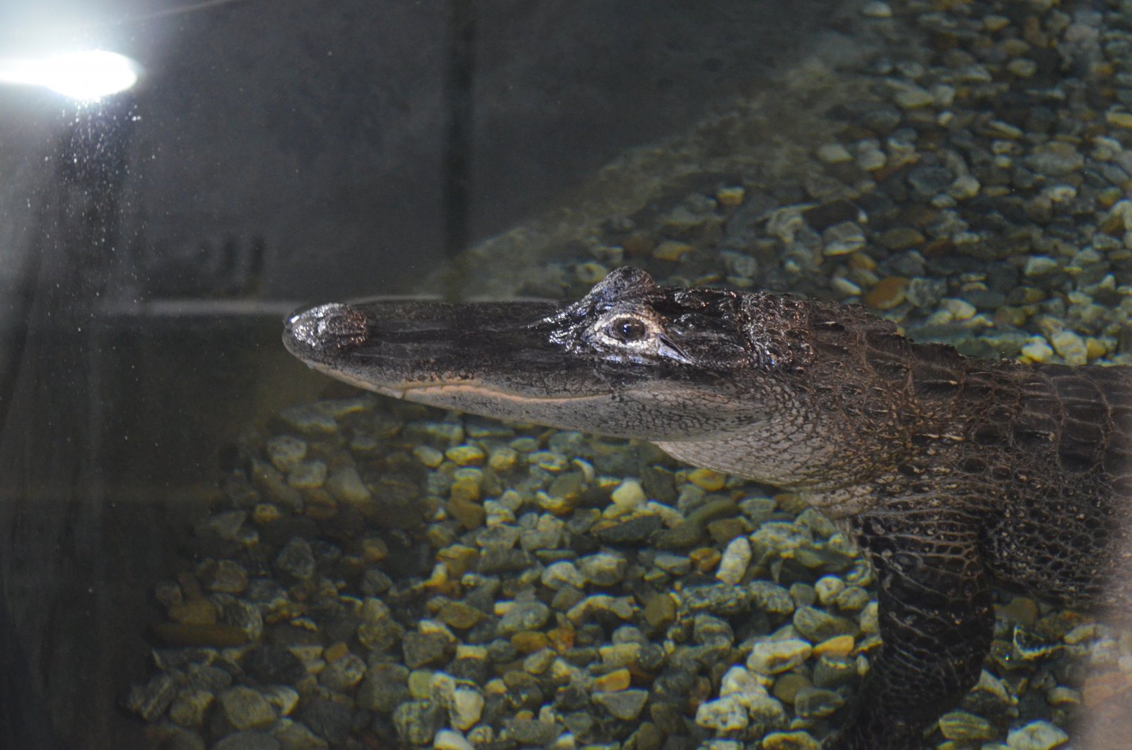 American Alligator