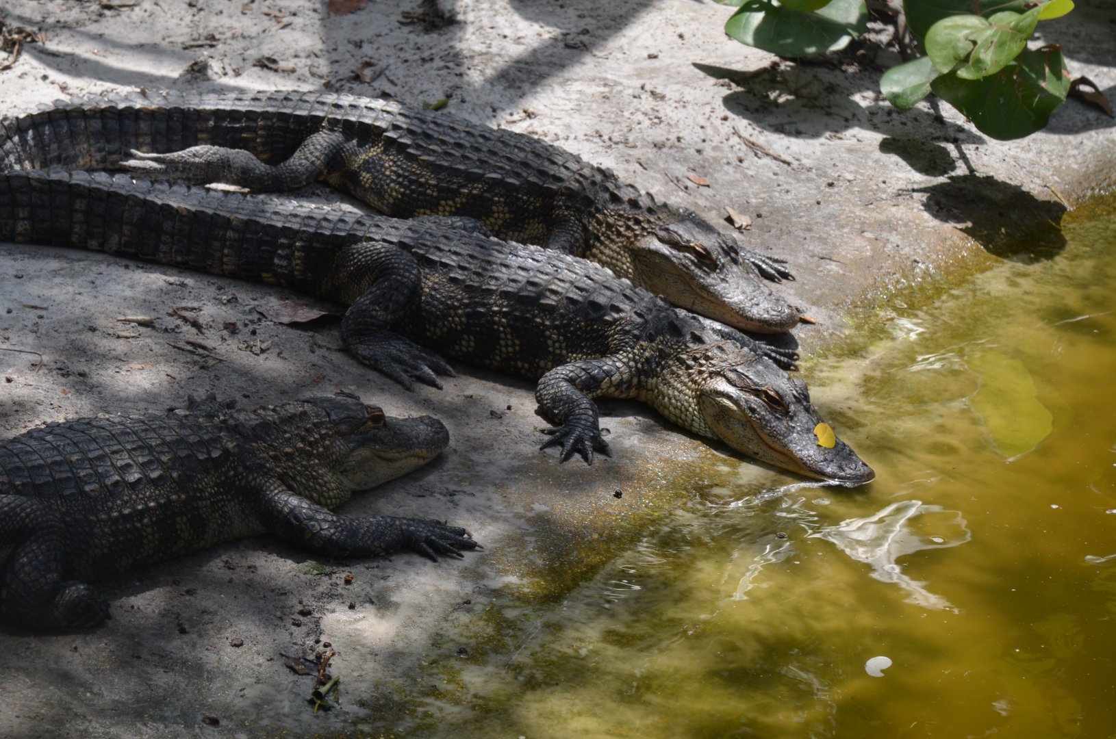 American Alligator