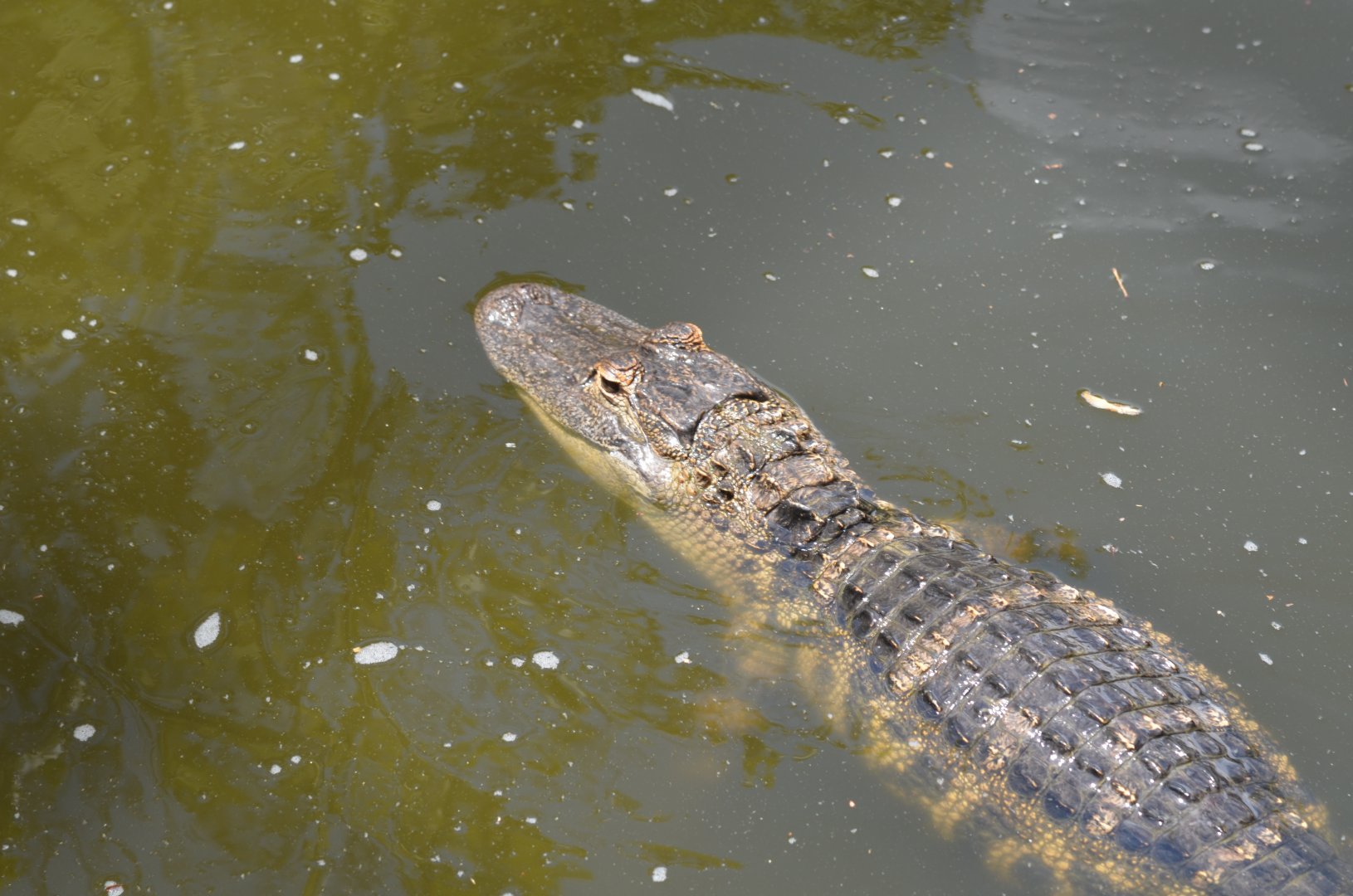 American Alligator