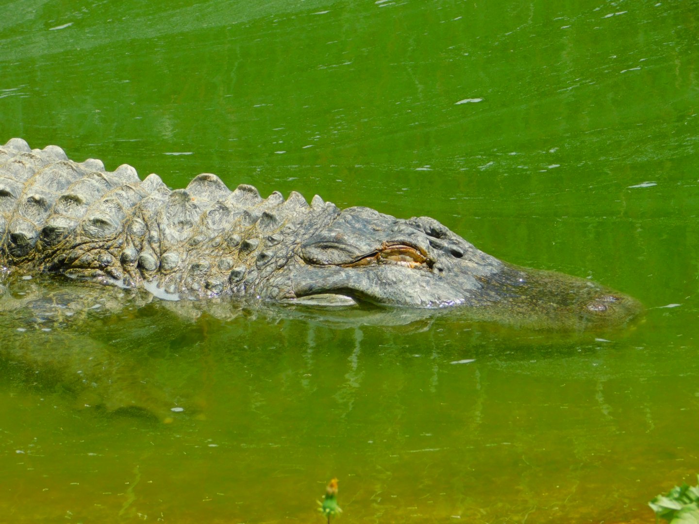 American alligator
