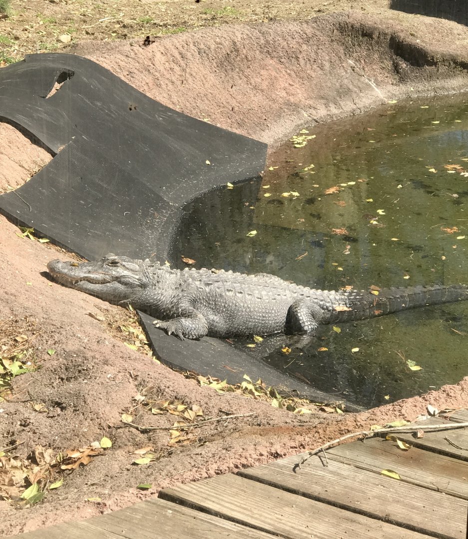 American Alligator
