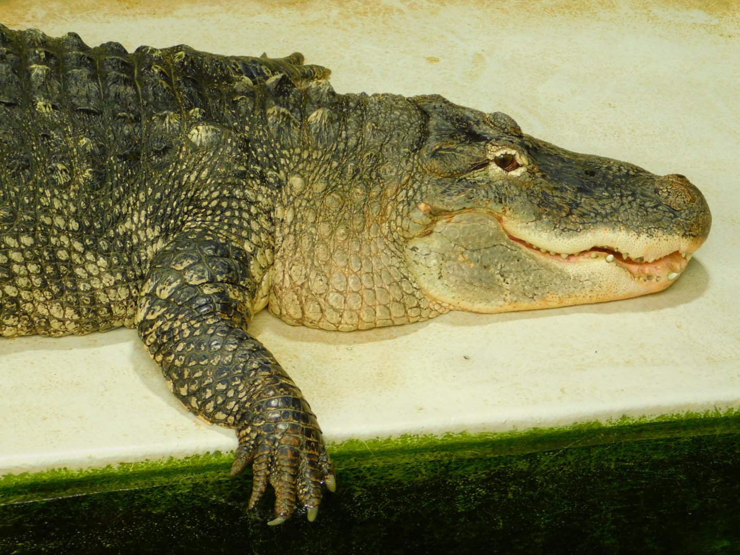 American Alligator