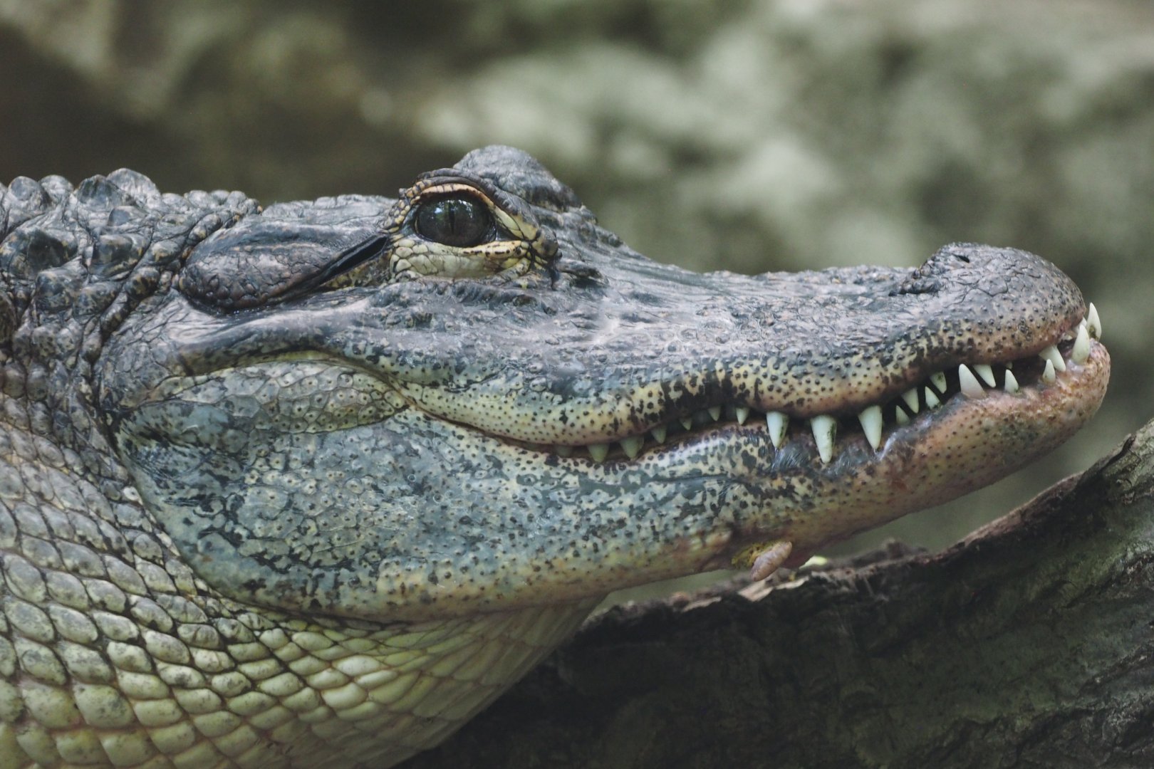 American alligator