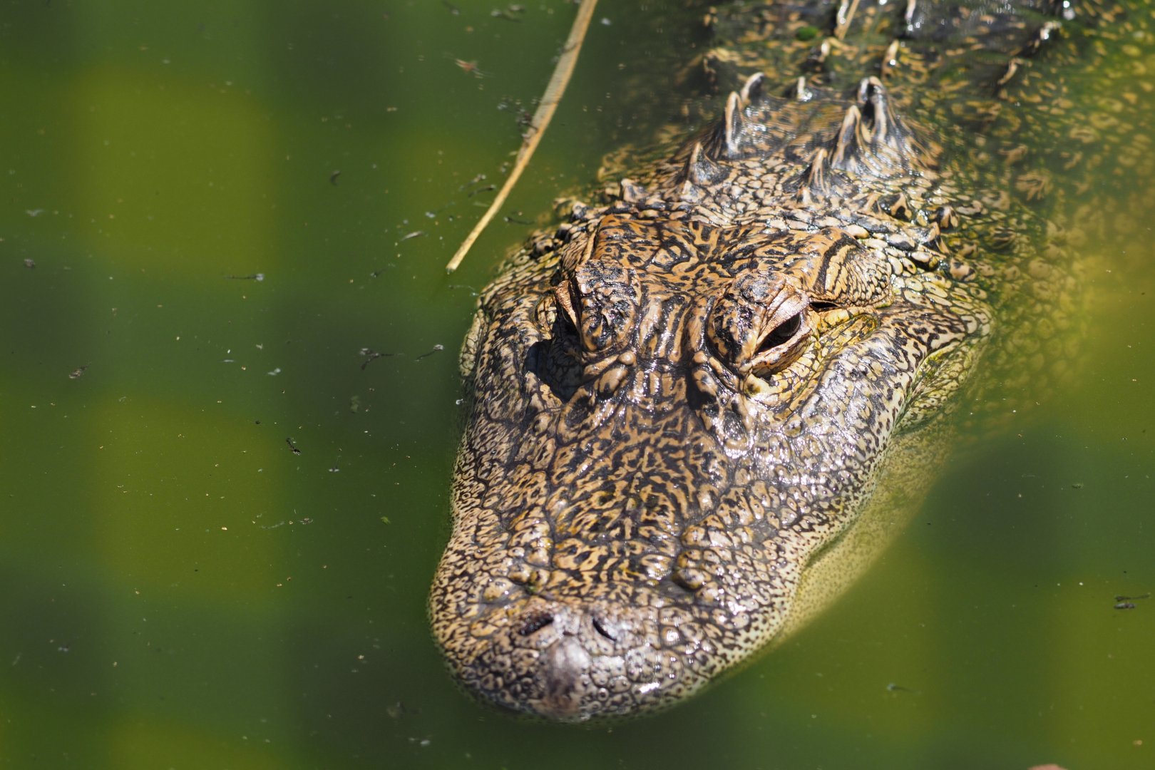 American alligator