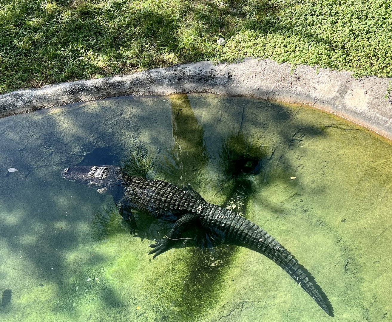 American Alligator