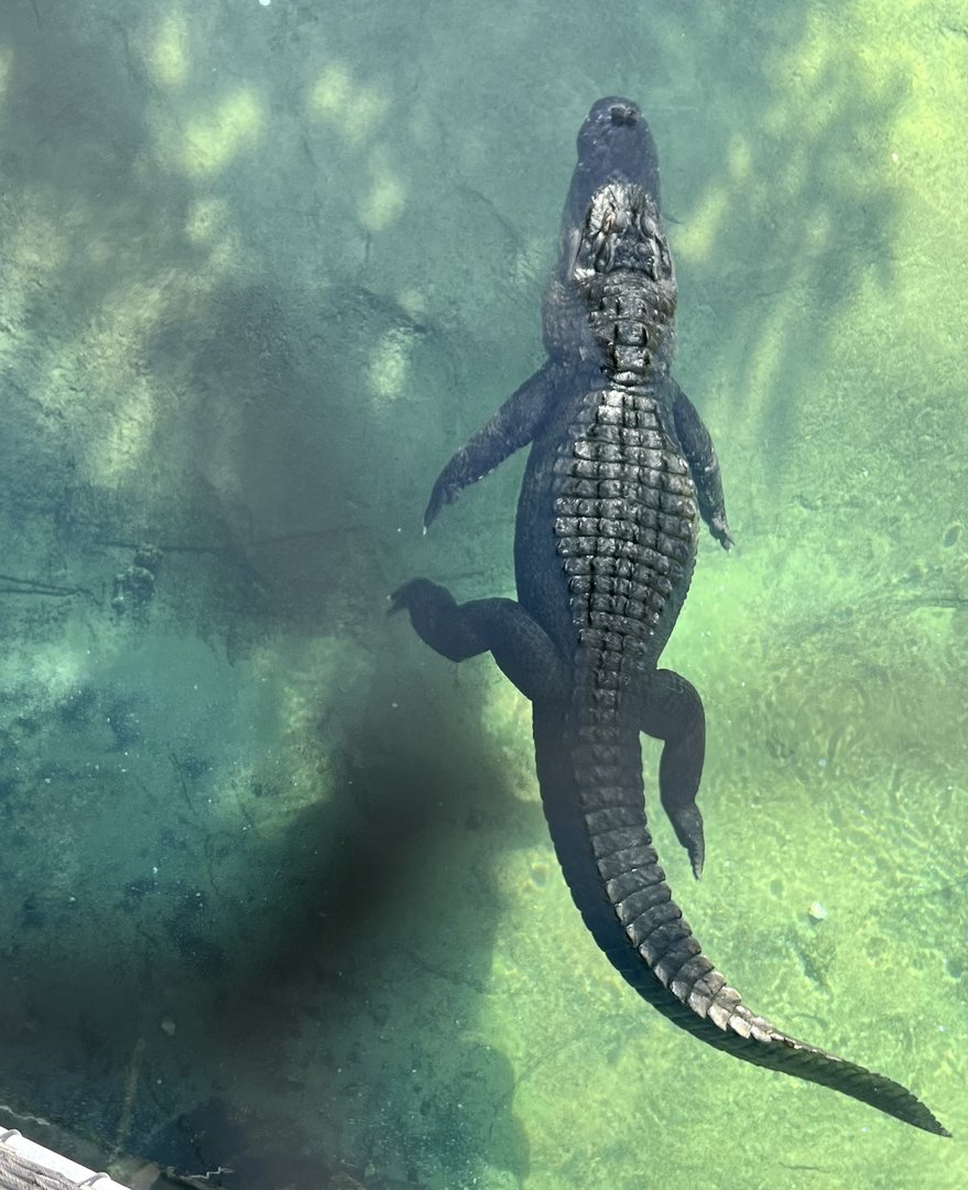 American Alligator