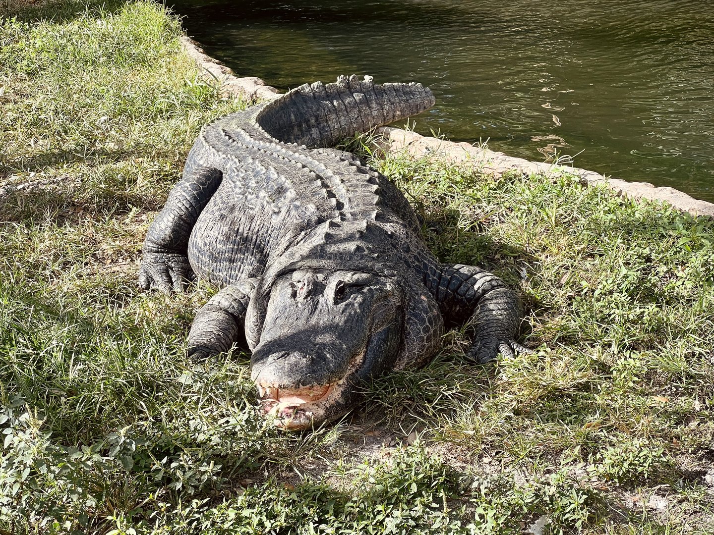 American Alligator