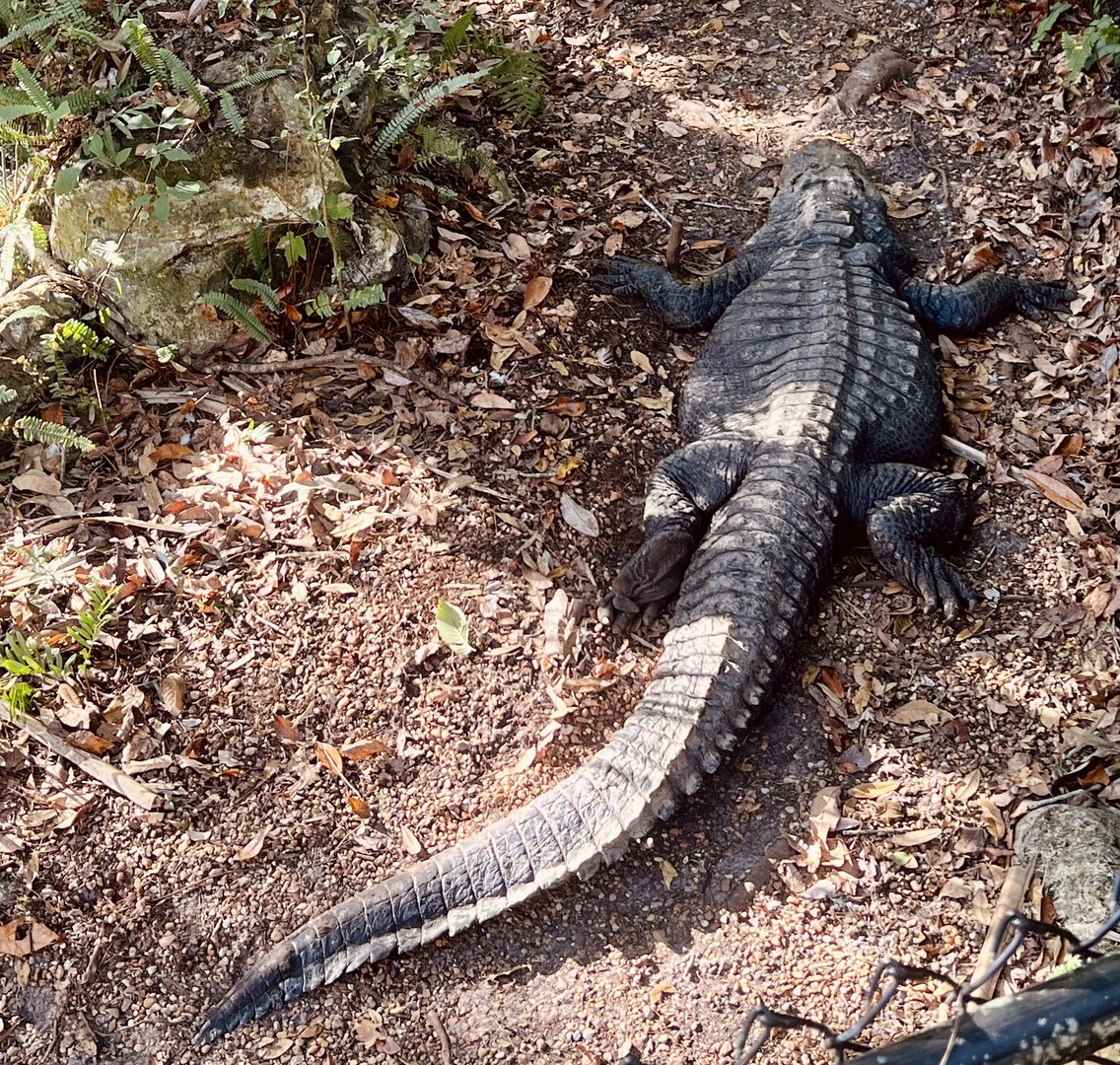 American Alligator