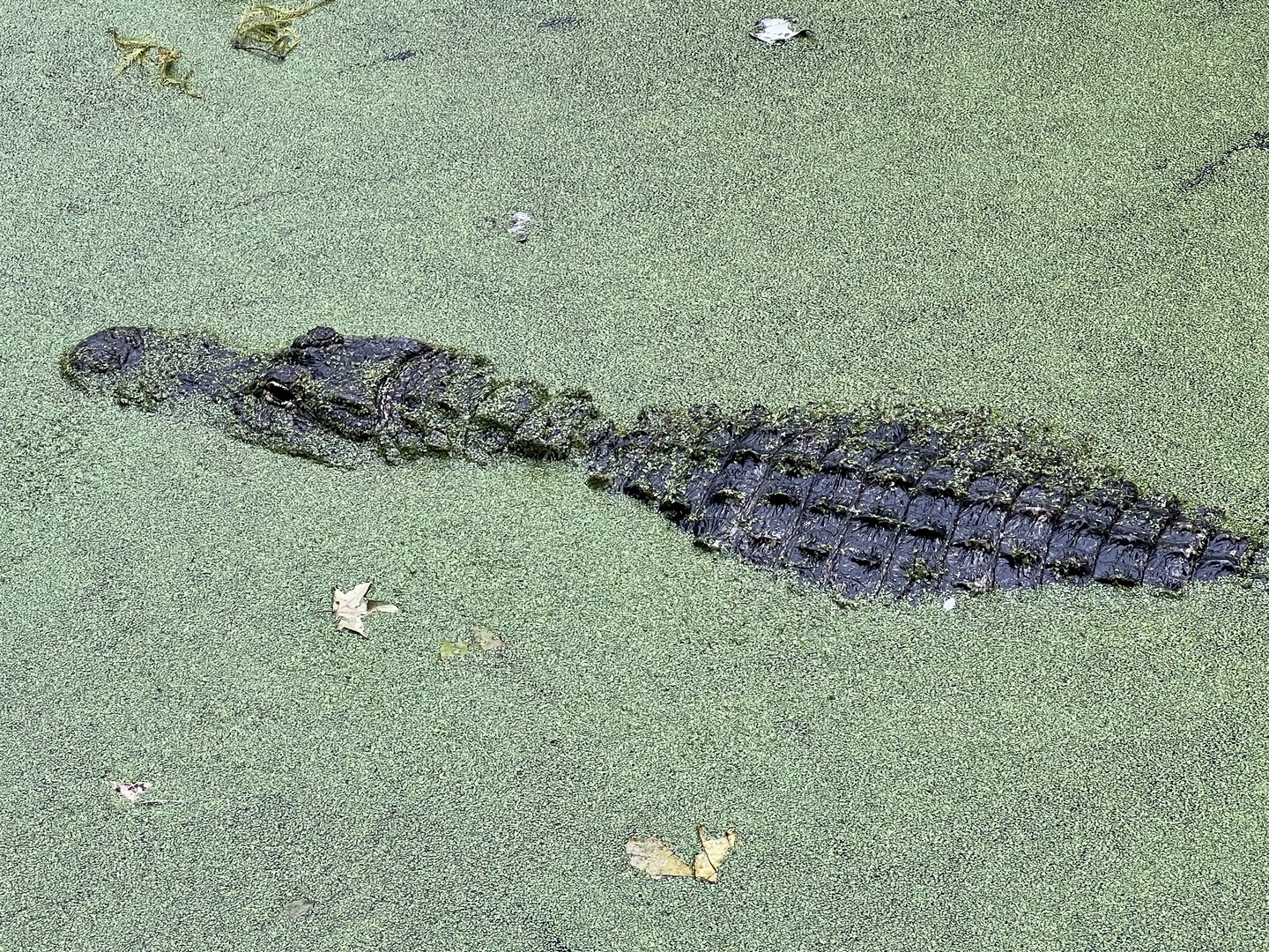 American Alligator