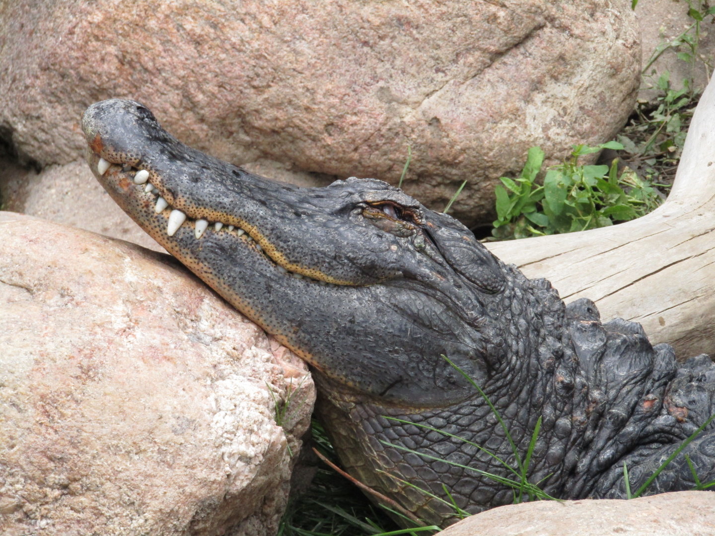 American Alligator