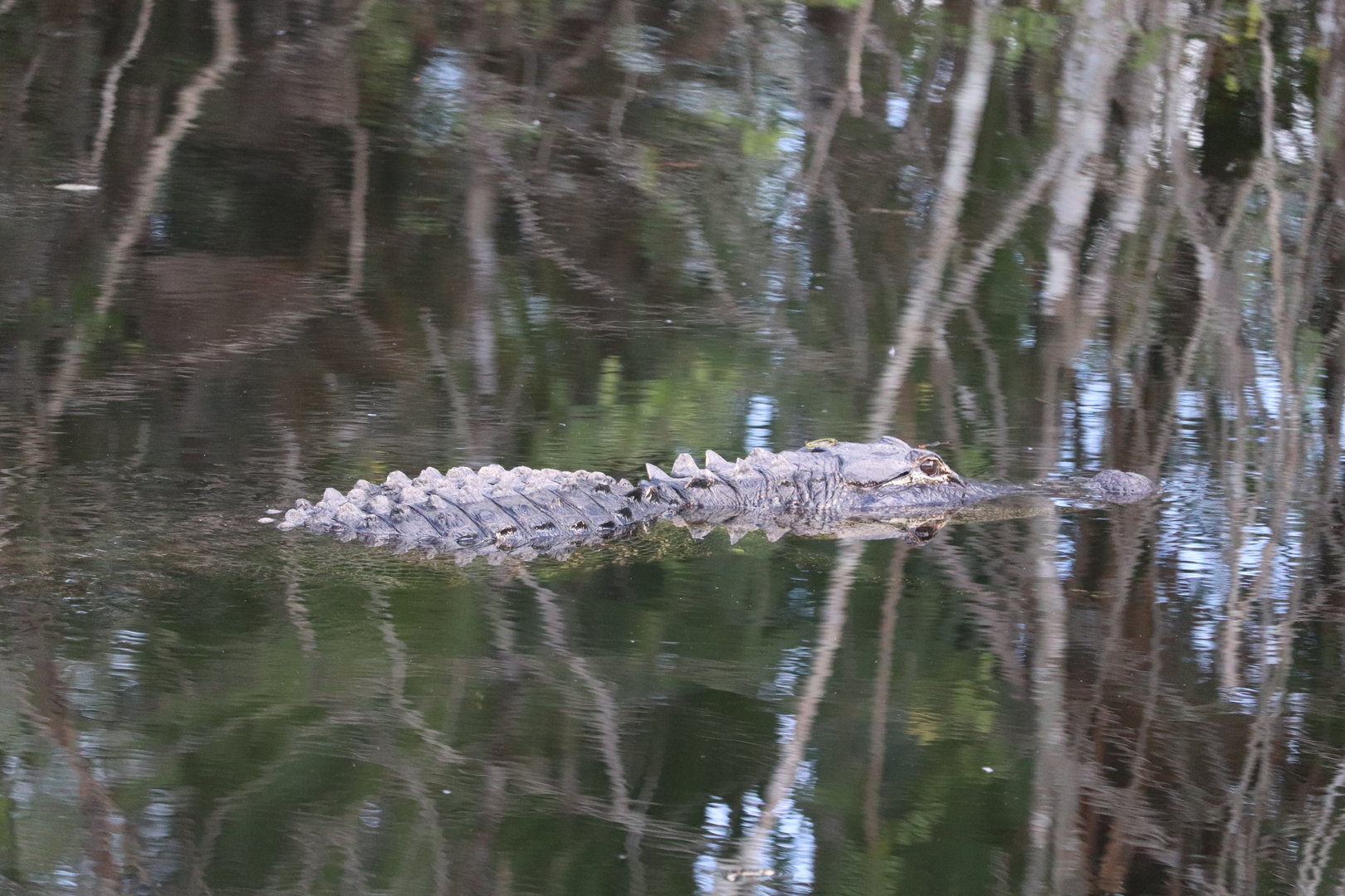 American Alligator
