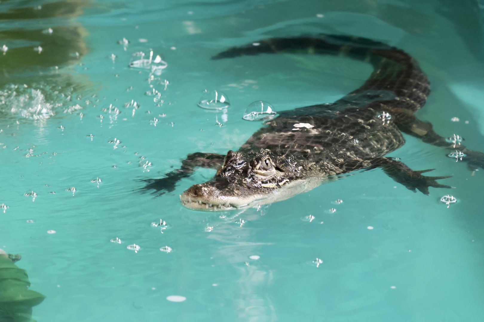 American Alligator