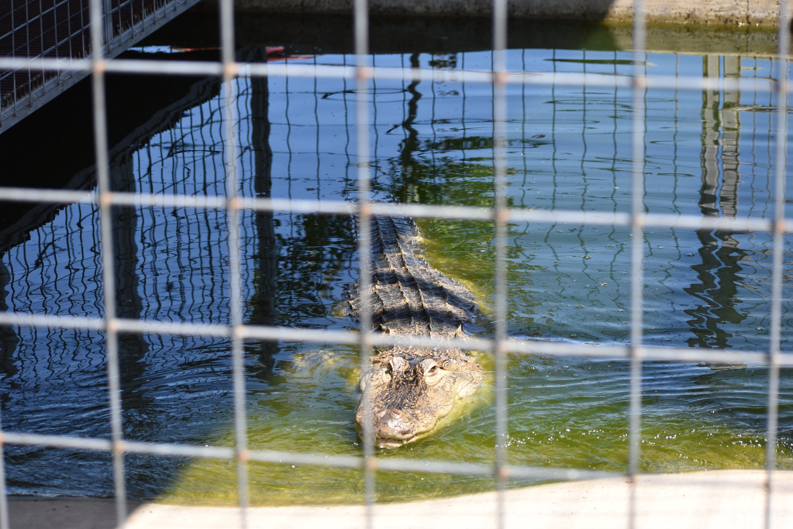 American Alligator