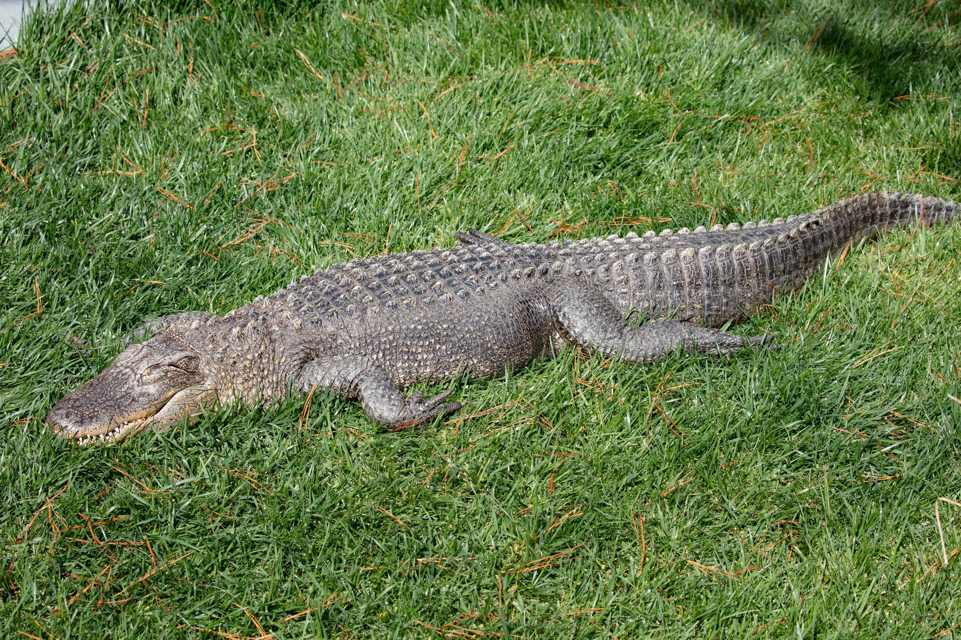 American Alligator
