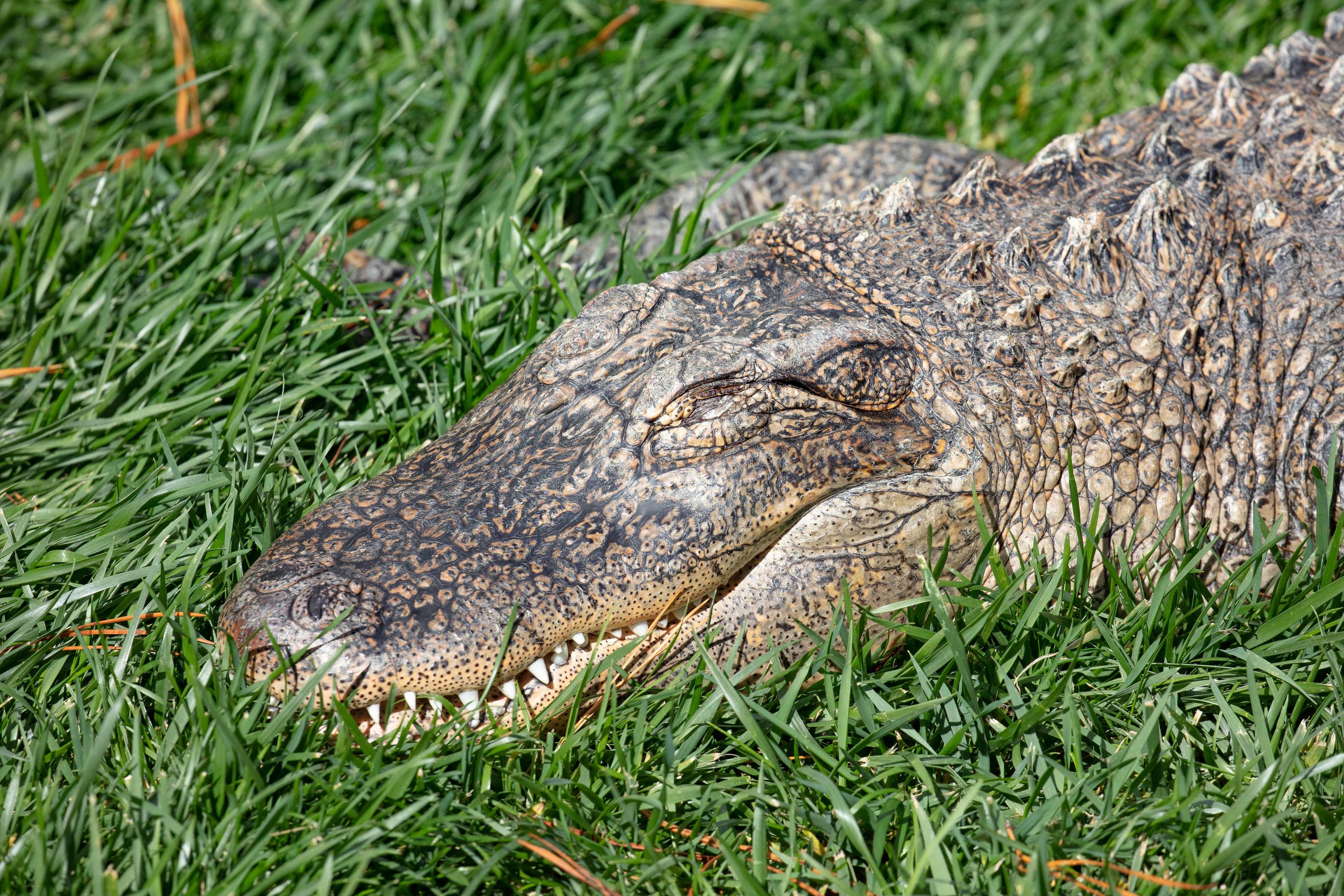 American Alligator