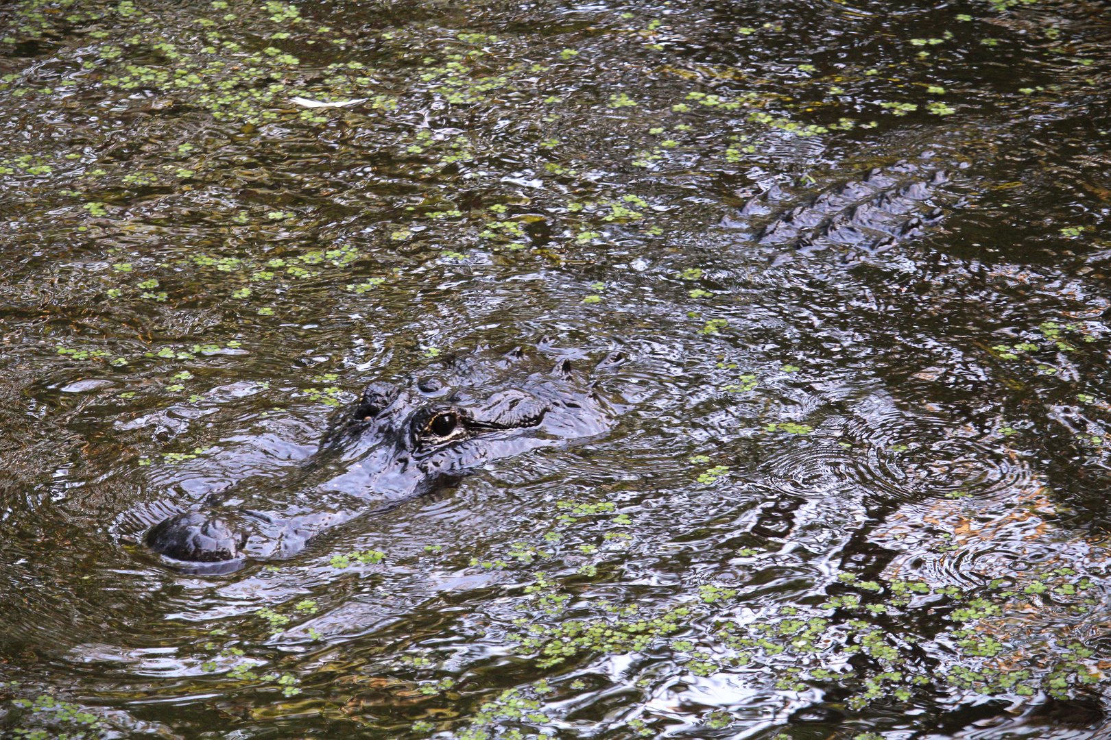 American Alligator