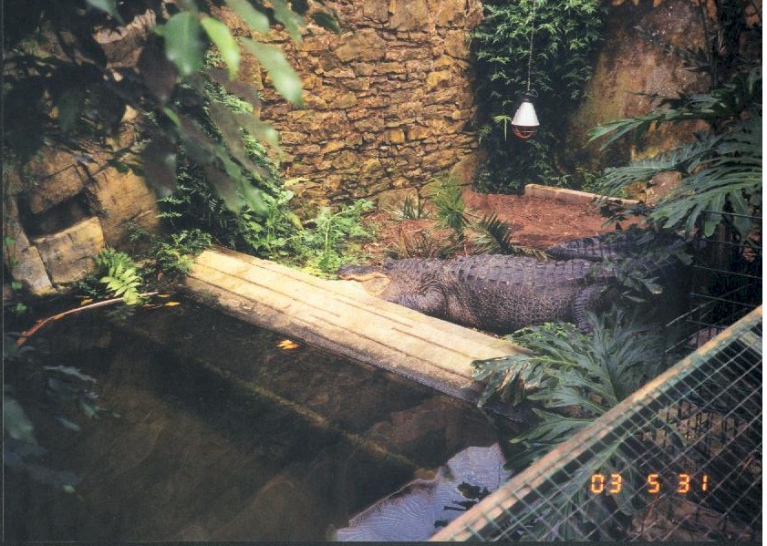 American Alligator