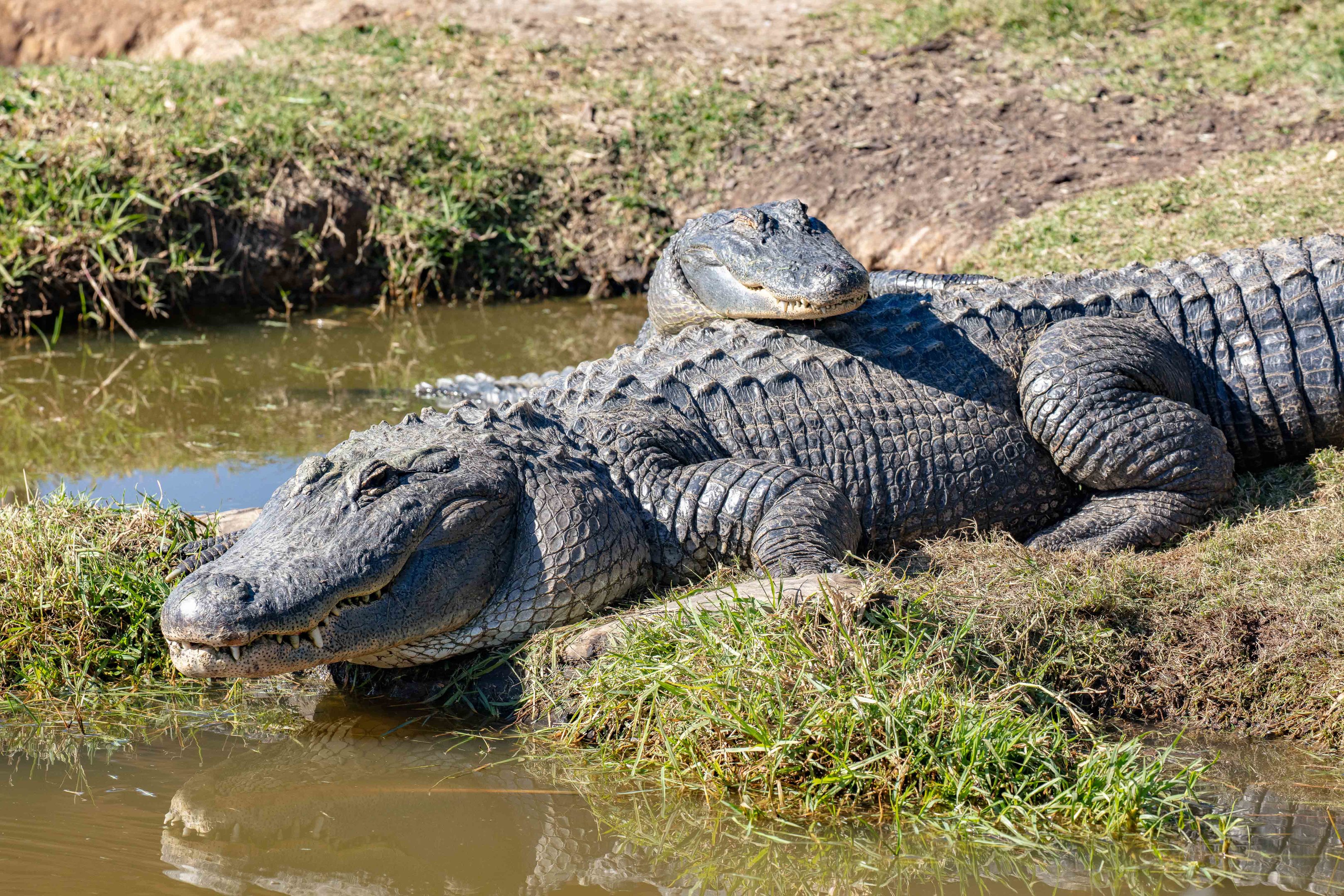 American Alligator