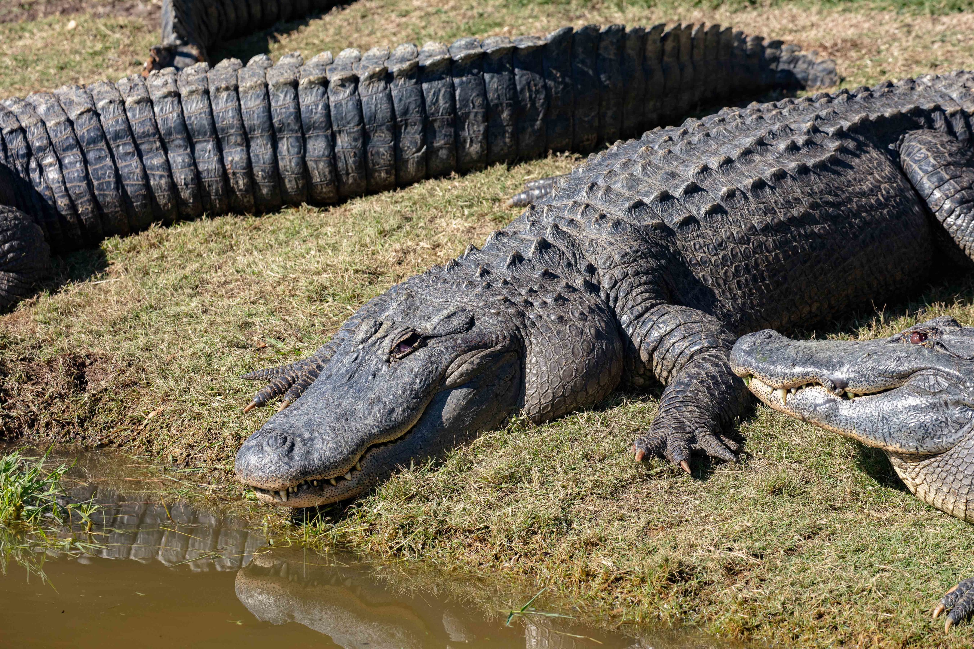 American Alligator