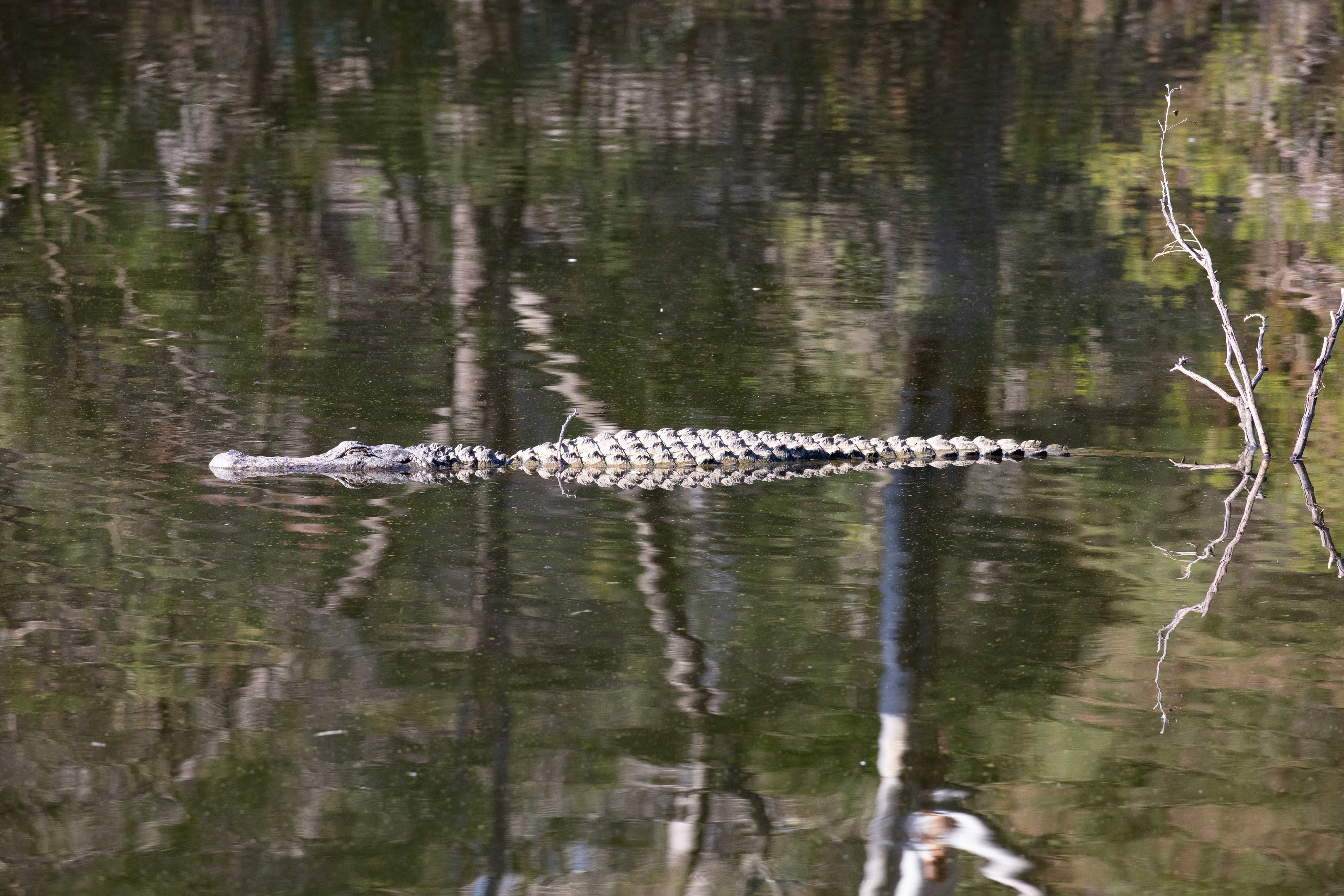 American Alligator