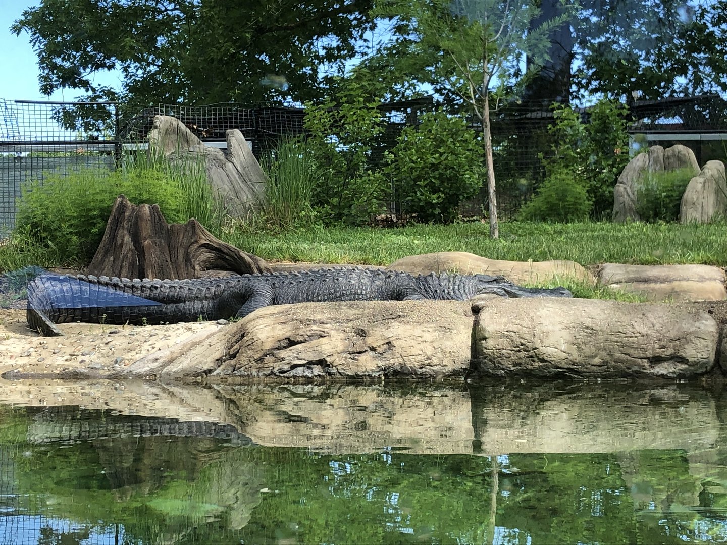 American Alligator