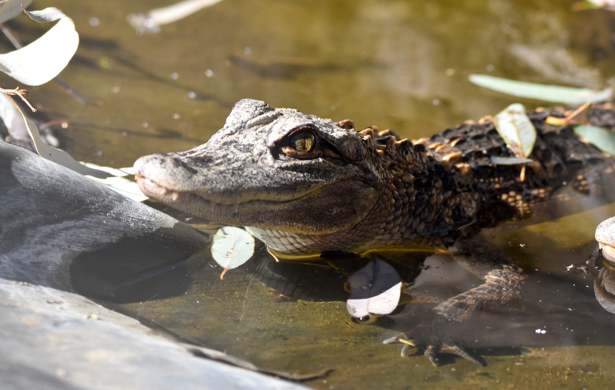 American Alligator