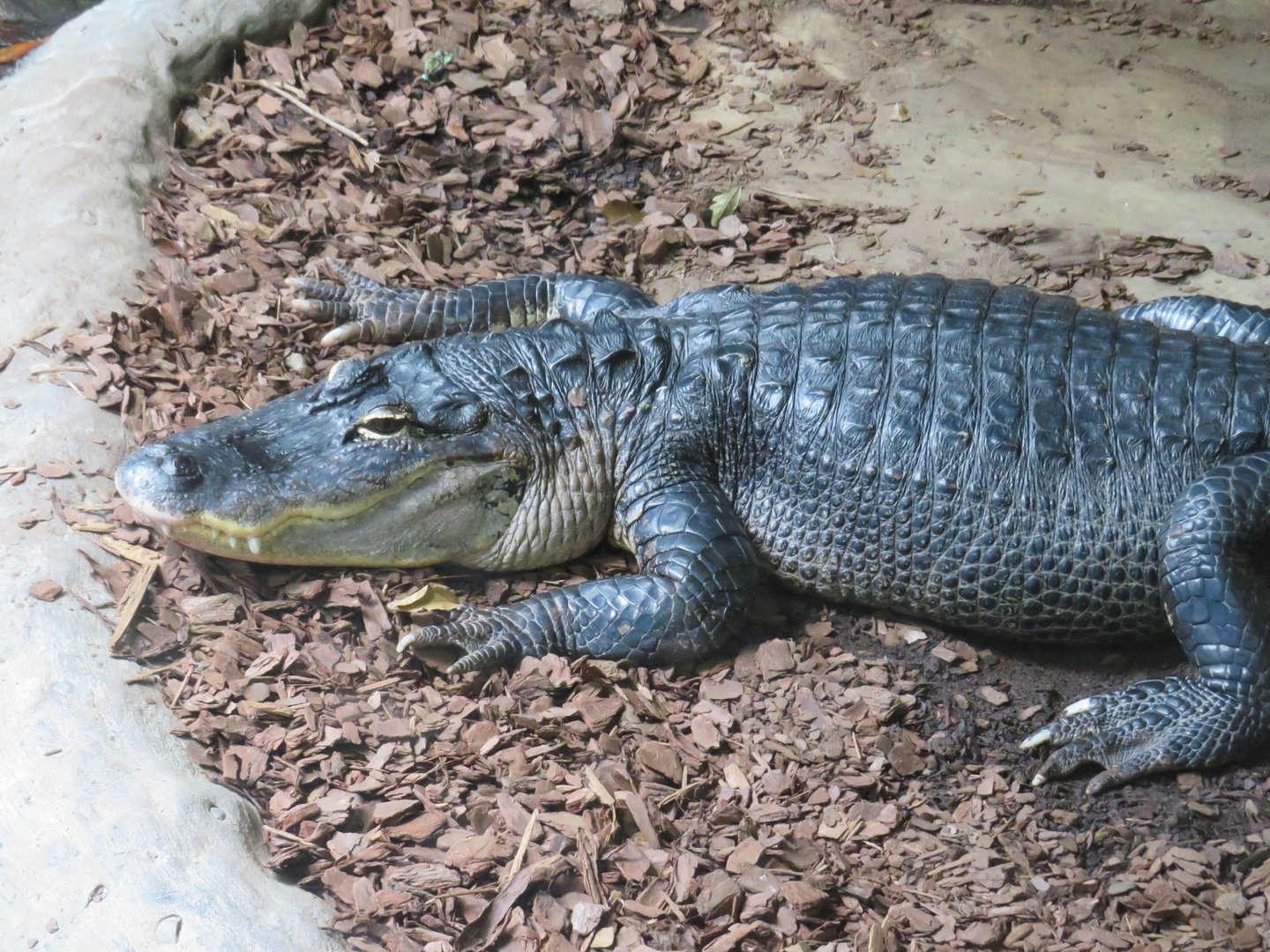 American alligator
