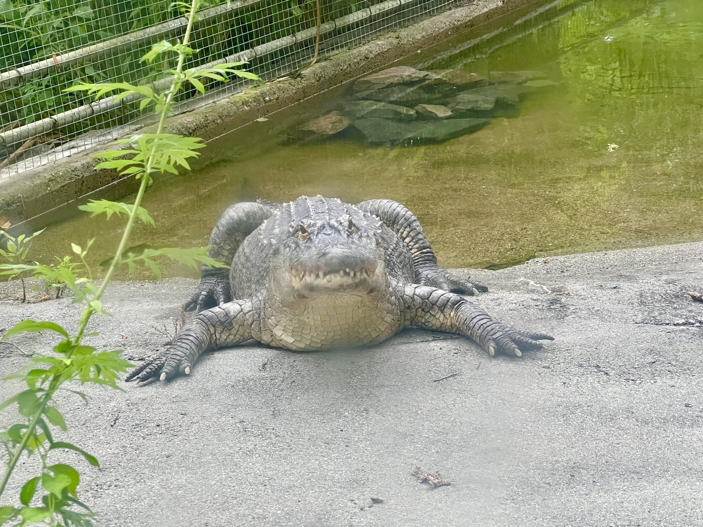 American Alligator
